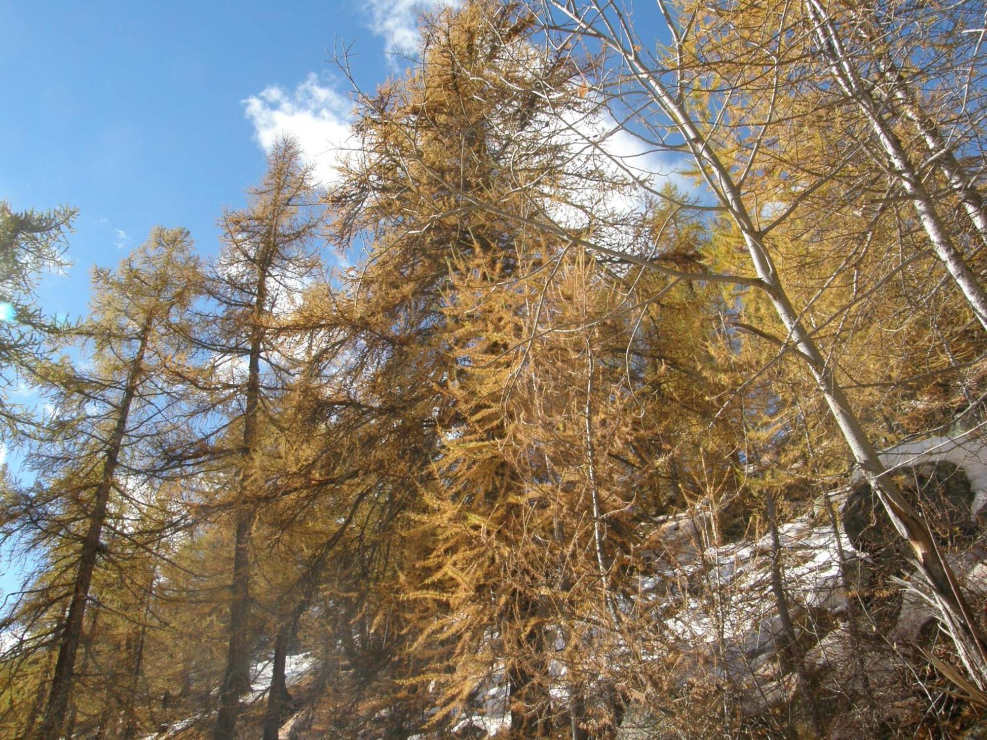 Hotel Gran Baita Gressoney-Saint-Jean Εξωτερικό φωτογραφία